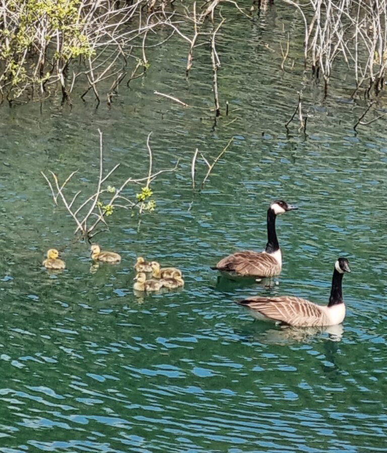 Duck with ducklings